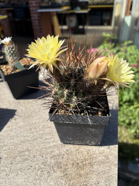Lobivia lateritia v citriflora